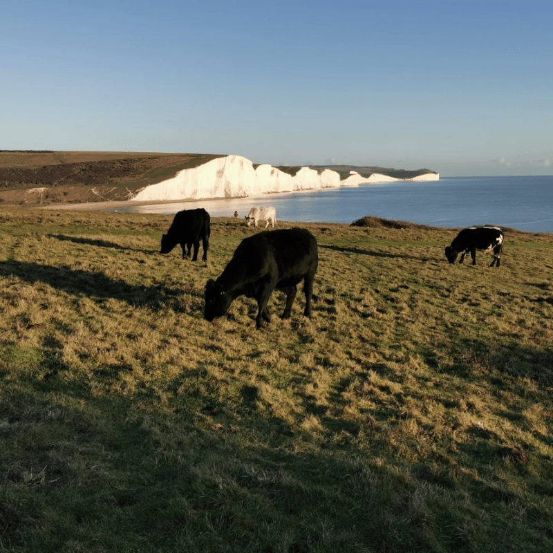 a herd of cattle standing on top of a grass covered field
