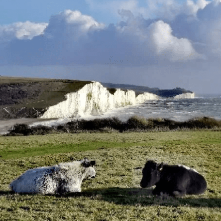 a herd of cattle lying on top of a grass covered field