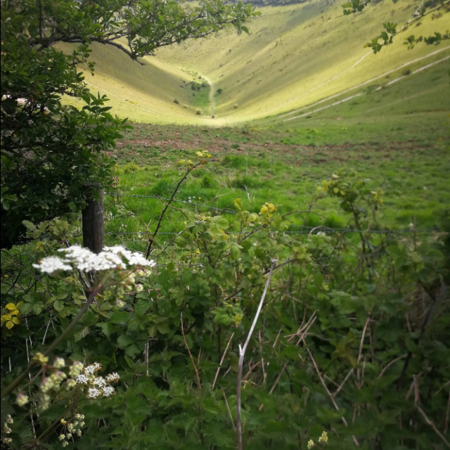 a large green field with trees in the background