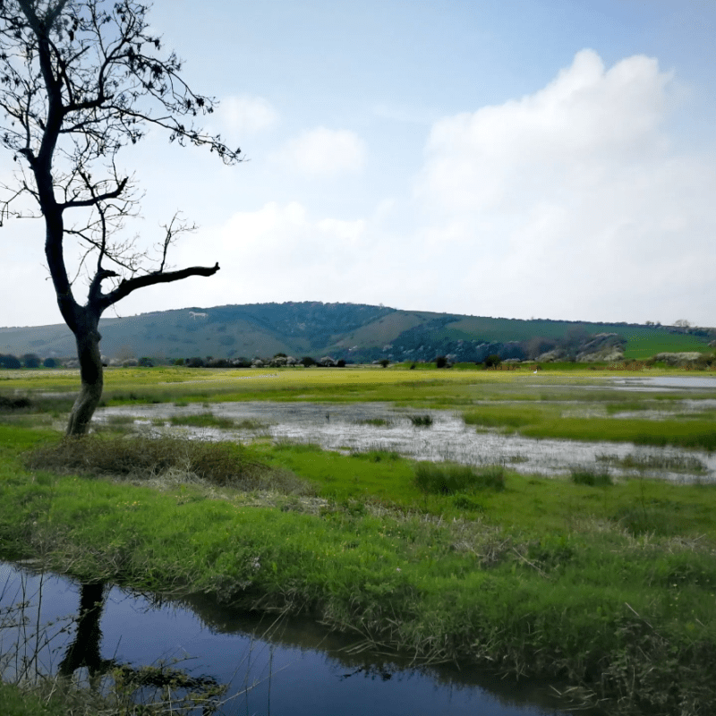 a tree next to a body of water