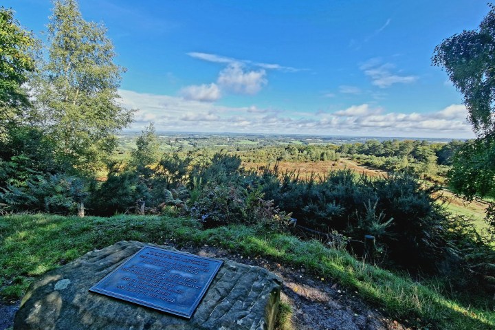 a blue and green bushes