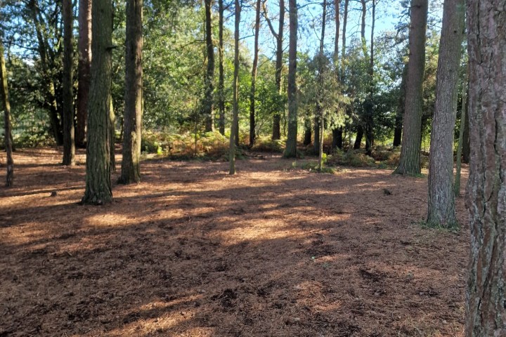 a dirt path in a wooded area