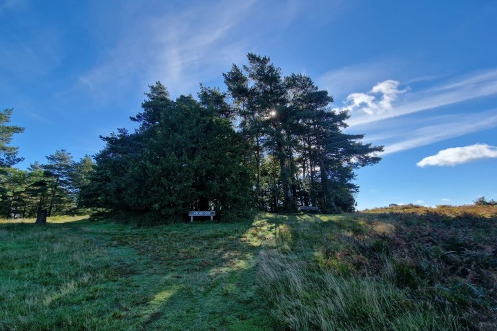 a tree in a grassy field